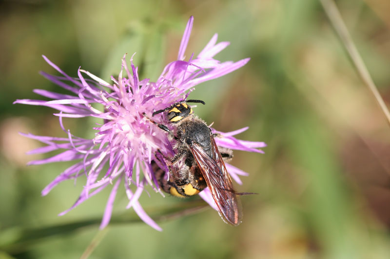 Imenottero Scoliidae: Colpa interrupta= sexmaculata